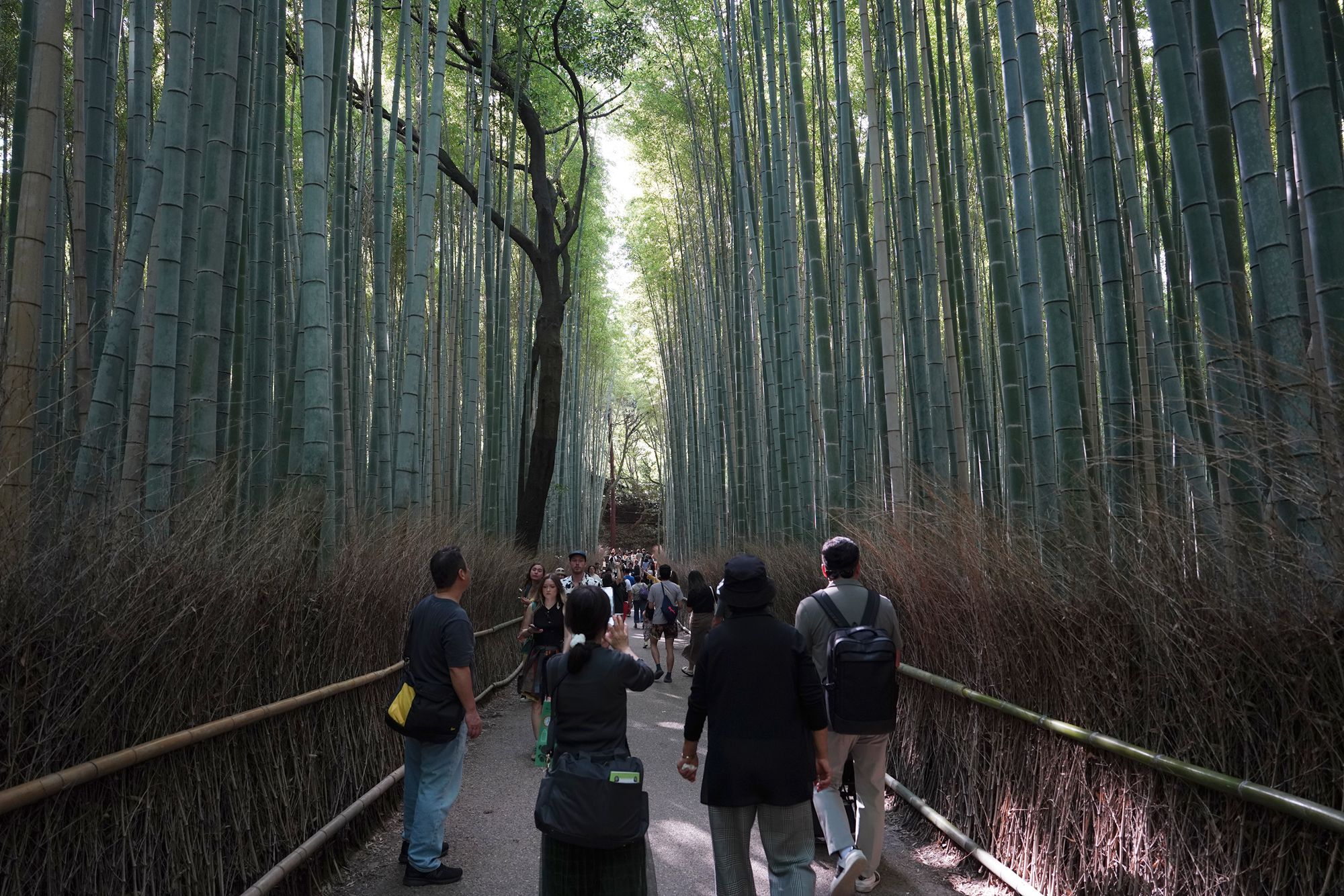 Arashiyama Bamboo Forest, Tenryu-ji Temple and Togetsukyō Bridge, Kyoto, Japan