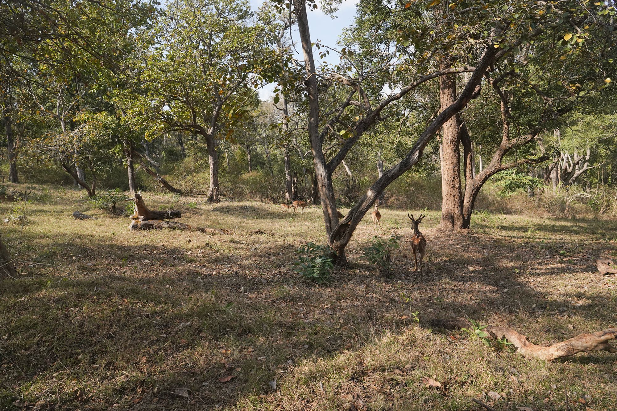 Coonoor, Muduralai NP (117)