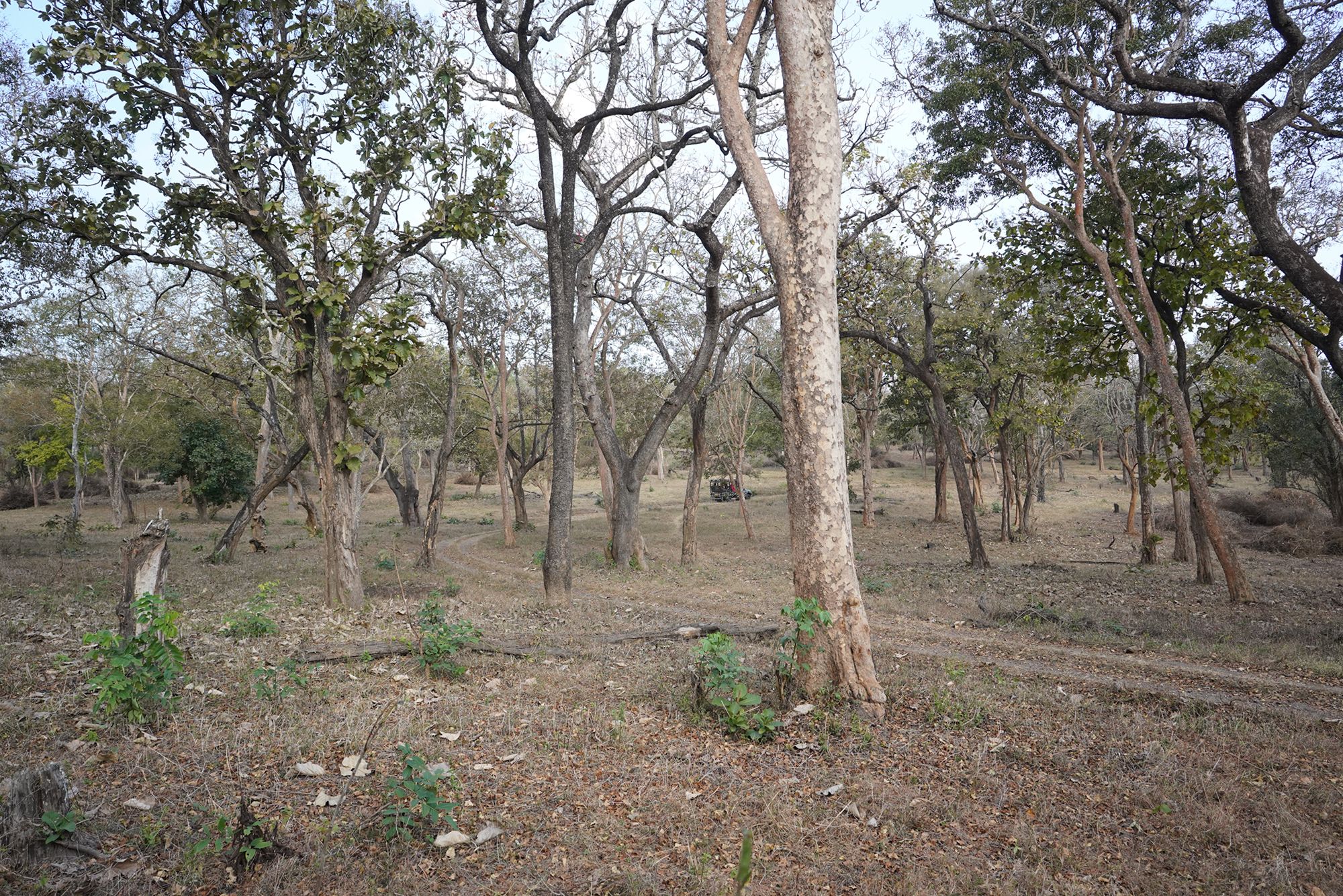 Coonoor, Muduralai NP (127)