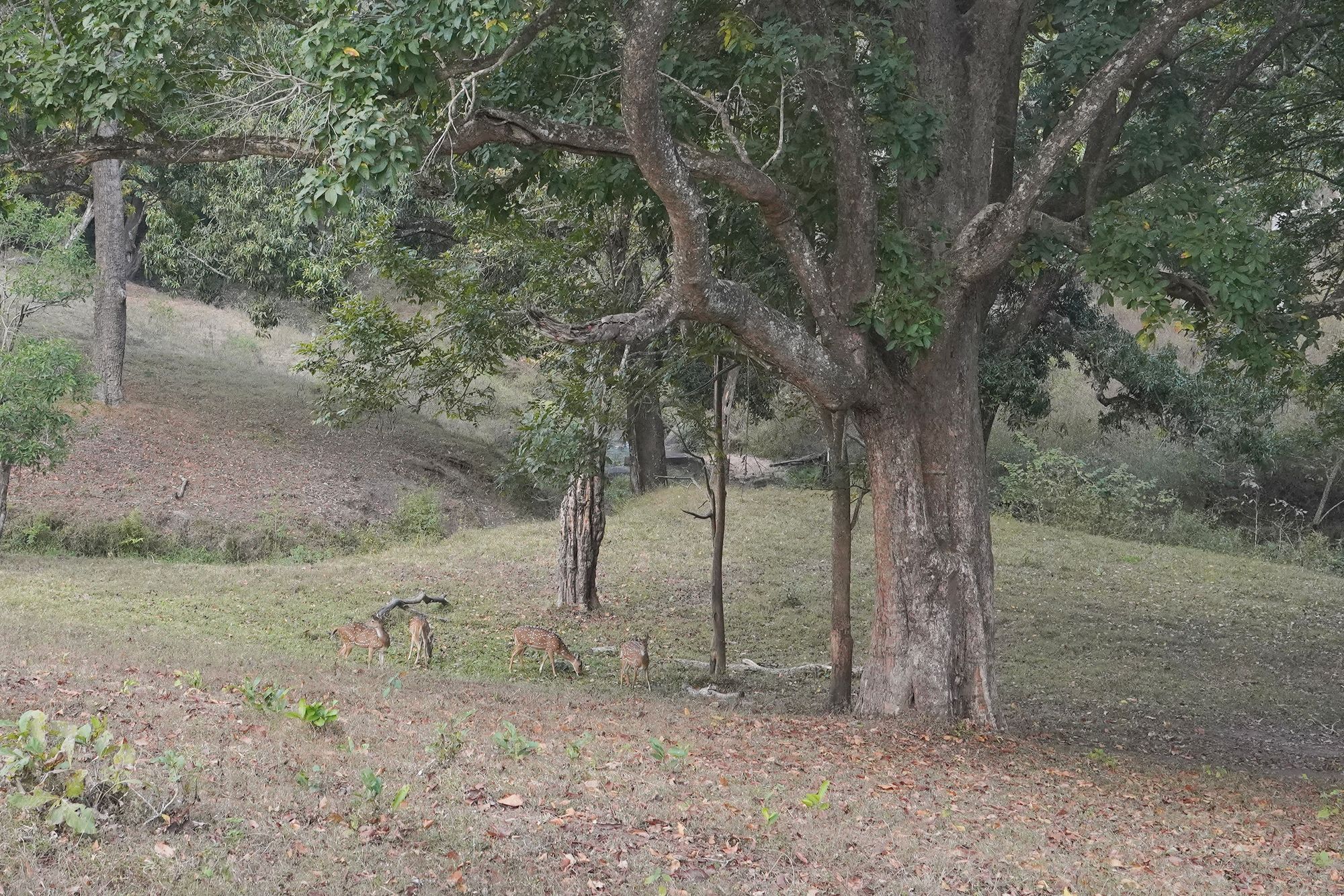 Coonoor, Muduralai NP (128)