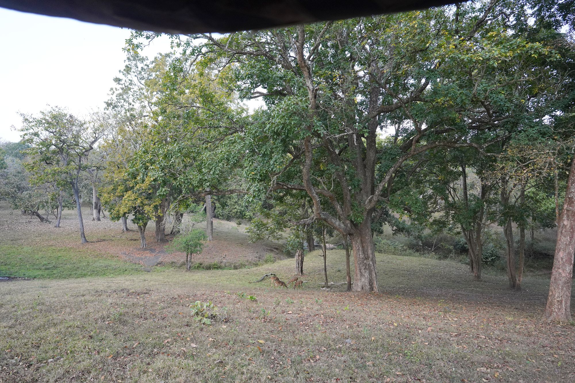 Coonoor, Muduralai NP (130)