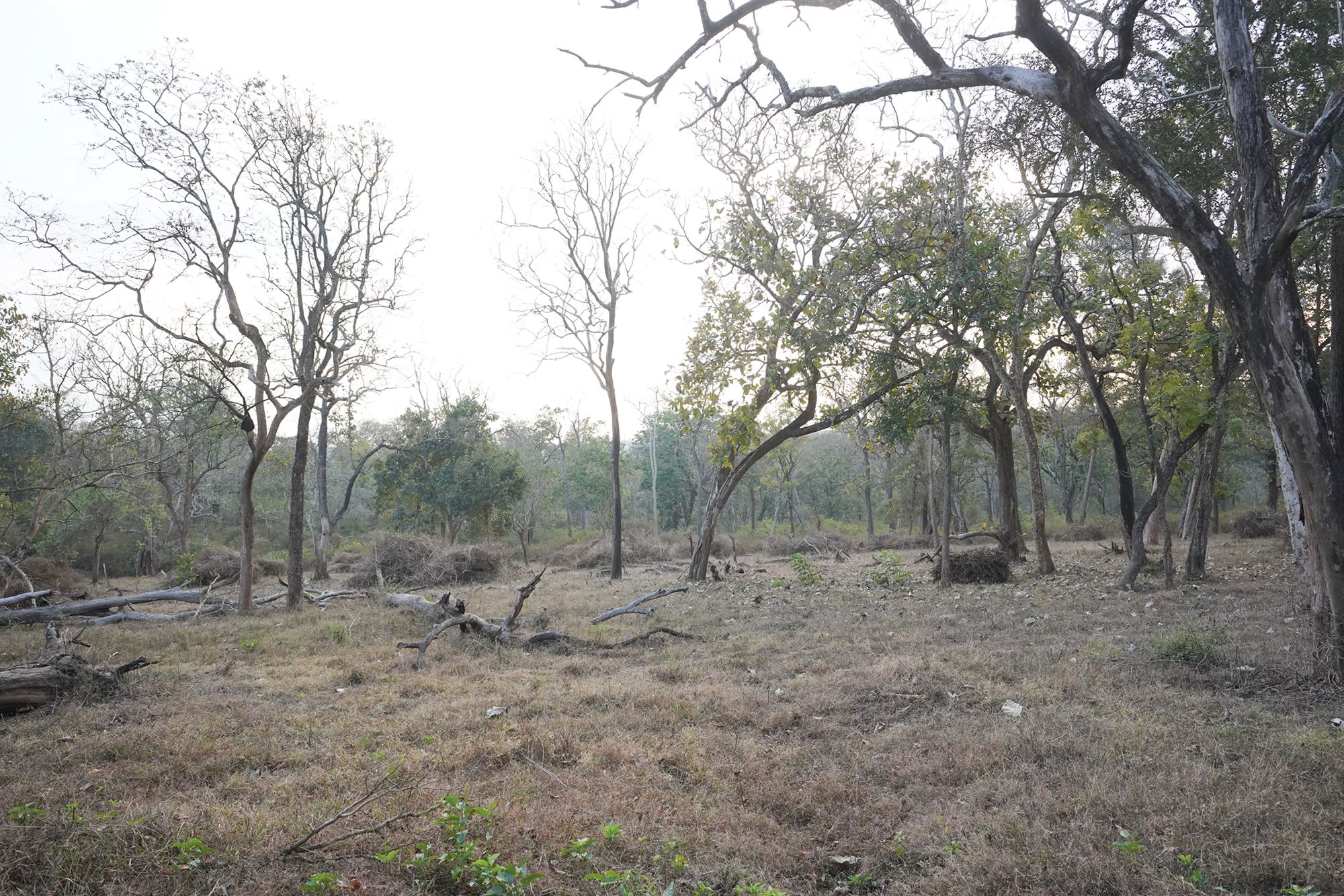 Coonoor, Muduralai NP (132)