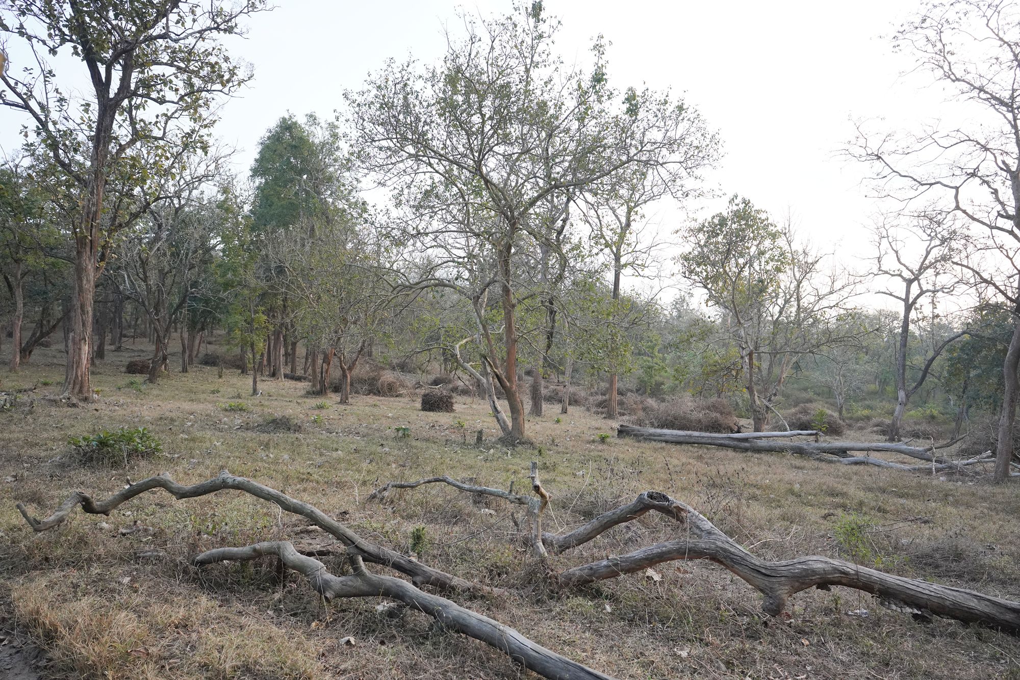 Coonoor, Muduralai NP (133)