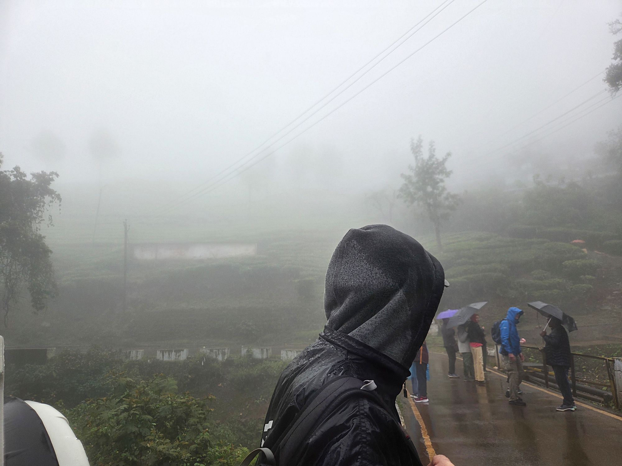 Coonoor Hill Tea Plantation, Ooty Botanical Garden, and Muduralai National Park, Tamil Nadu, India