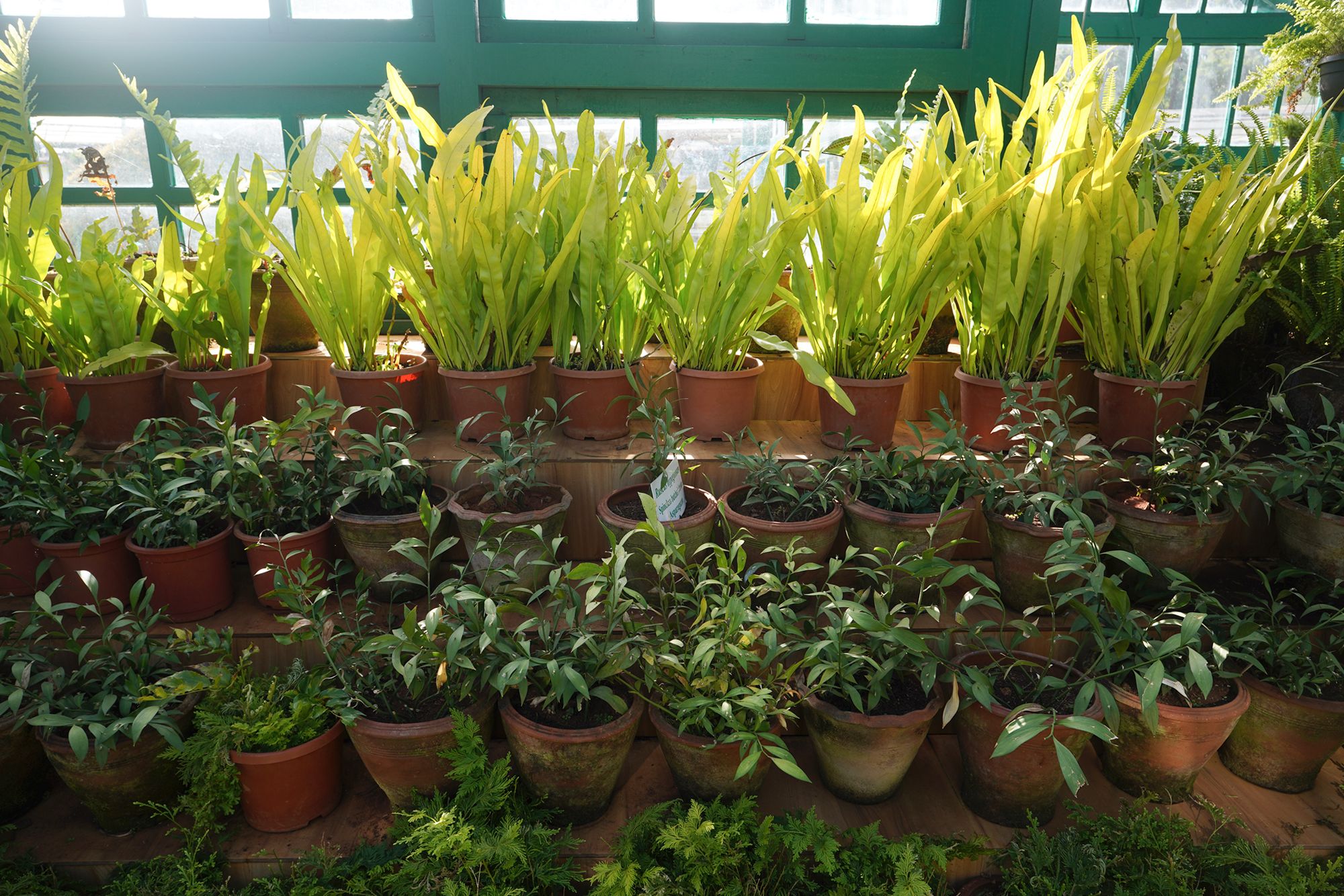 Coonoor, Muduralai NP (60)