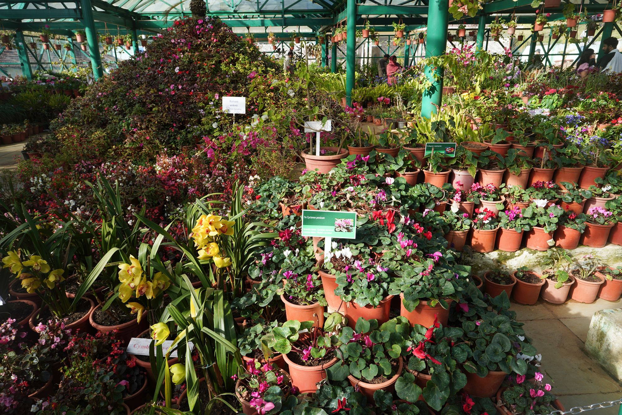 Coonoor, Muduralai NP (64)