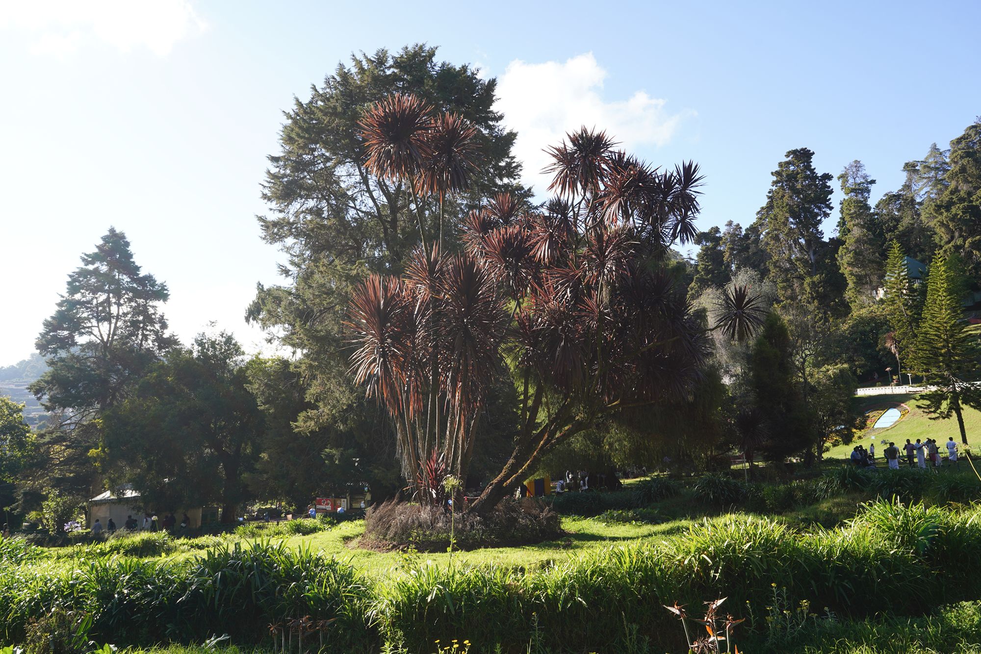 Coonoor, Muduralai NP (91)