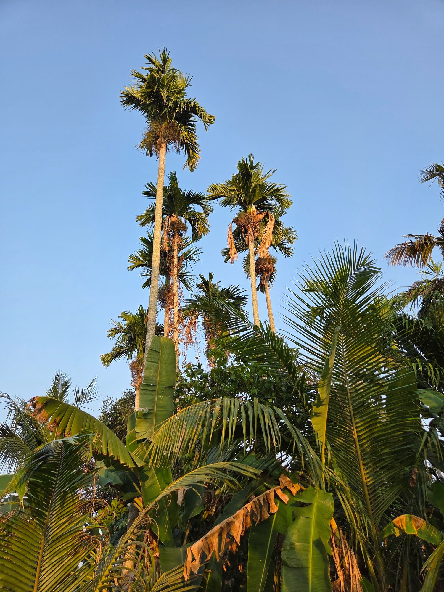 Kerala Backwaters (24)