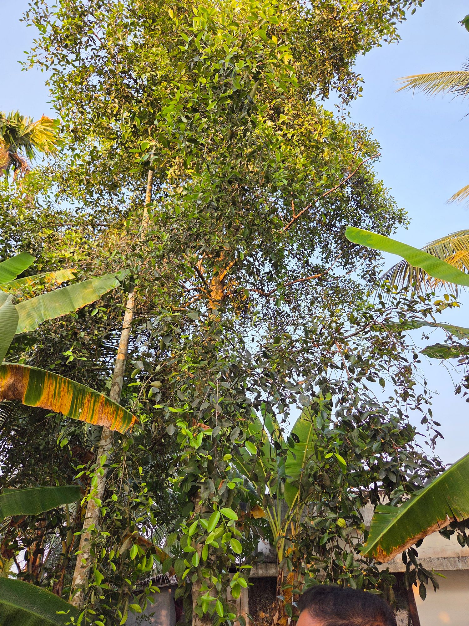 Kerala Backwaters (25)