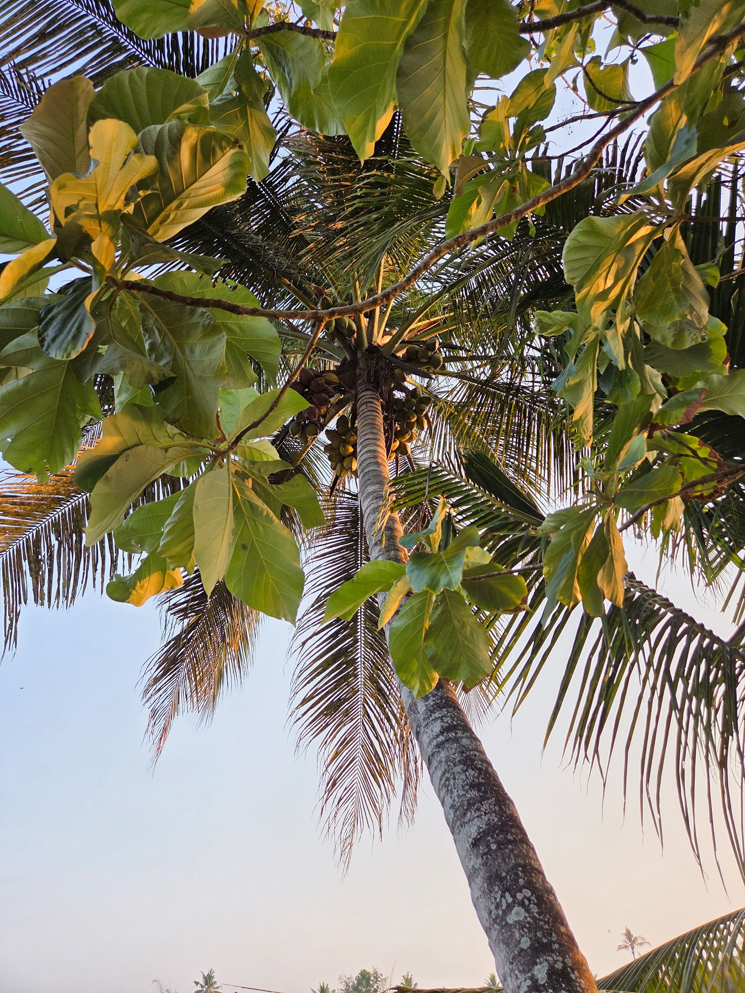 Kerala Backwaters (26)