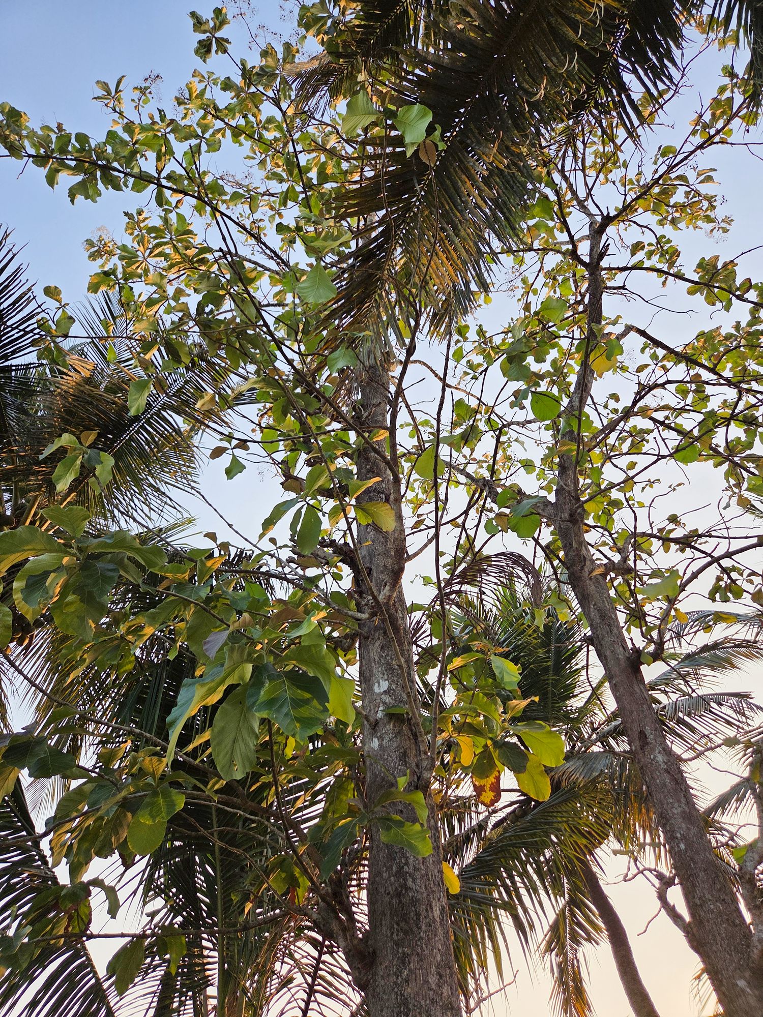 Kerala Backwaters (27)