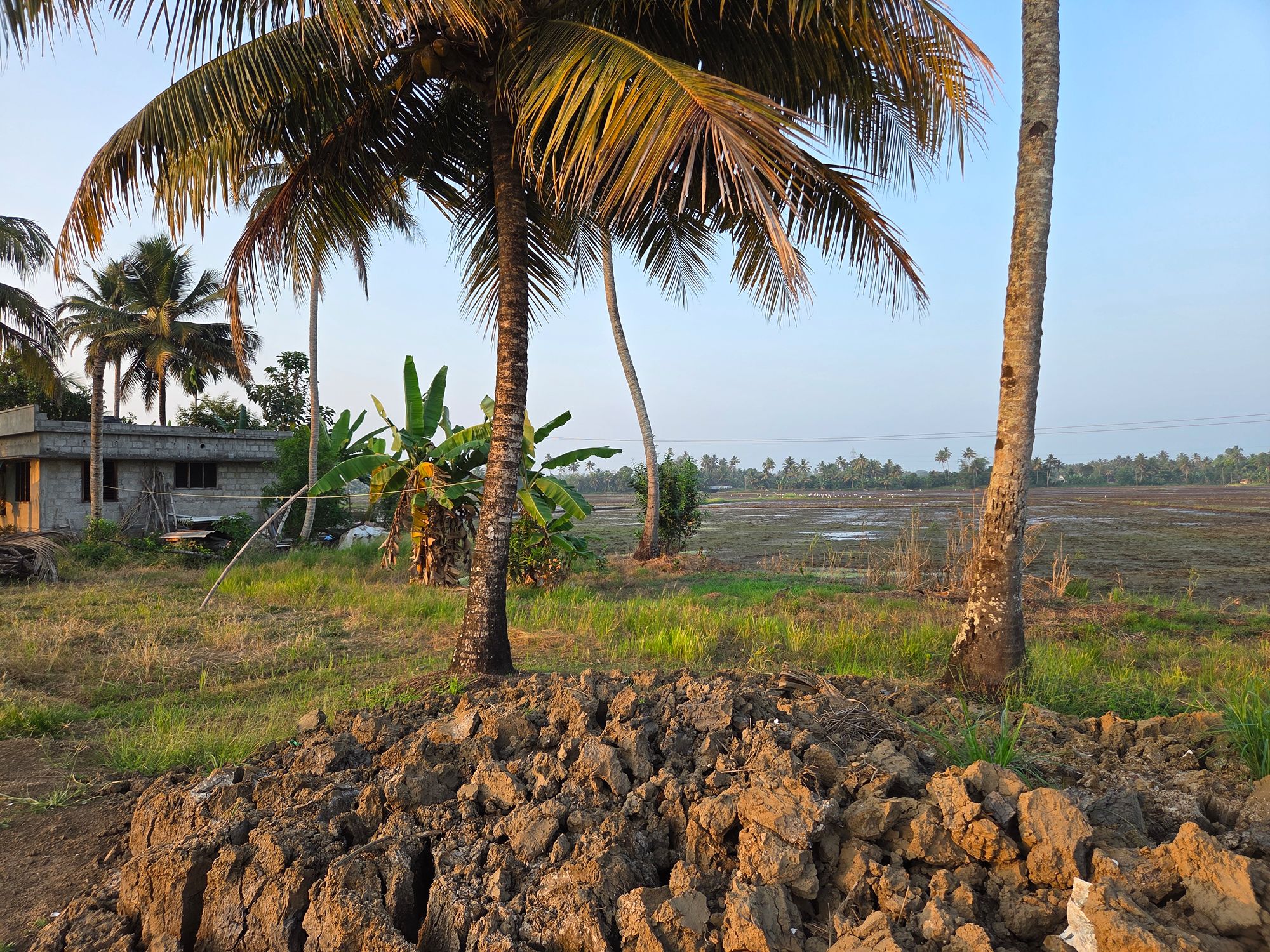 Kerala Backwaters (29)