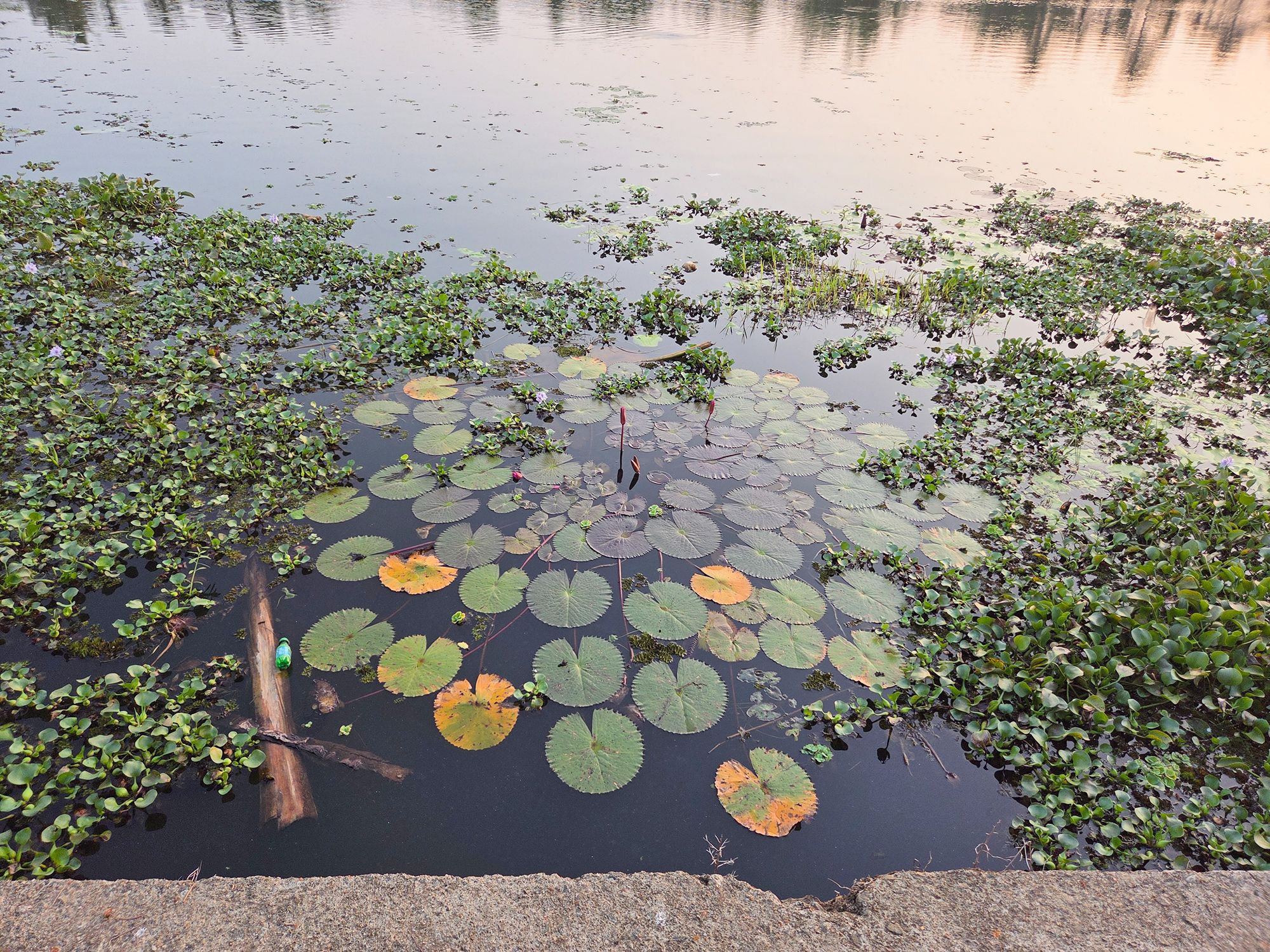 Kerala Backwaters (40)
