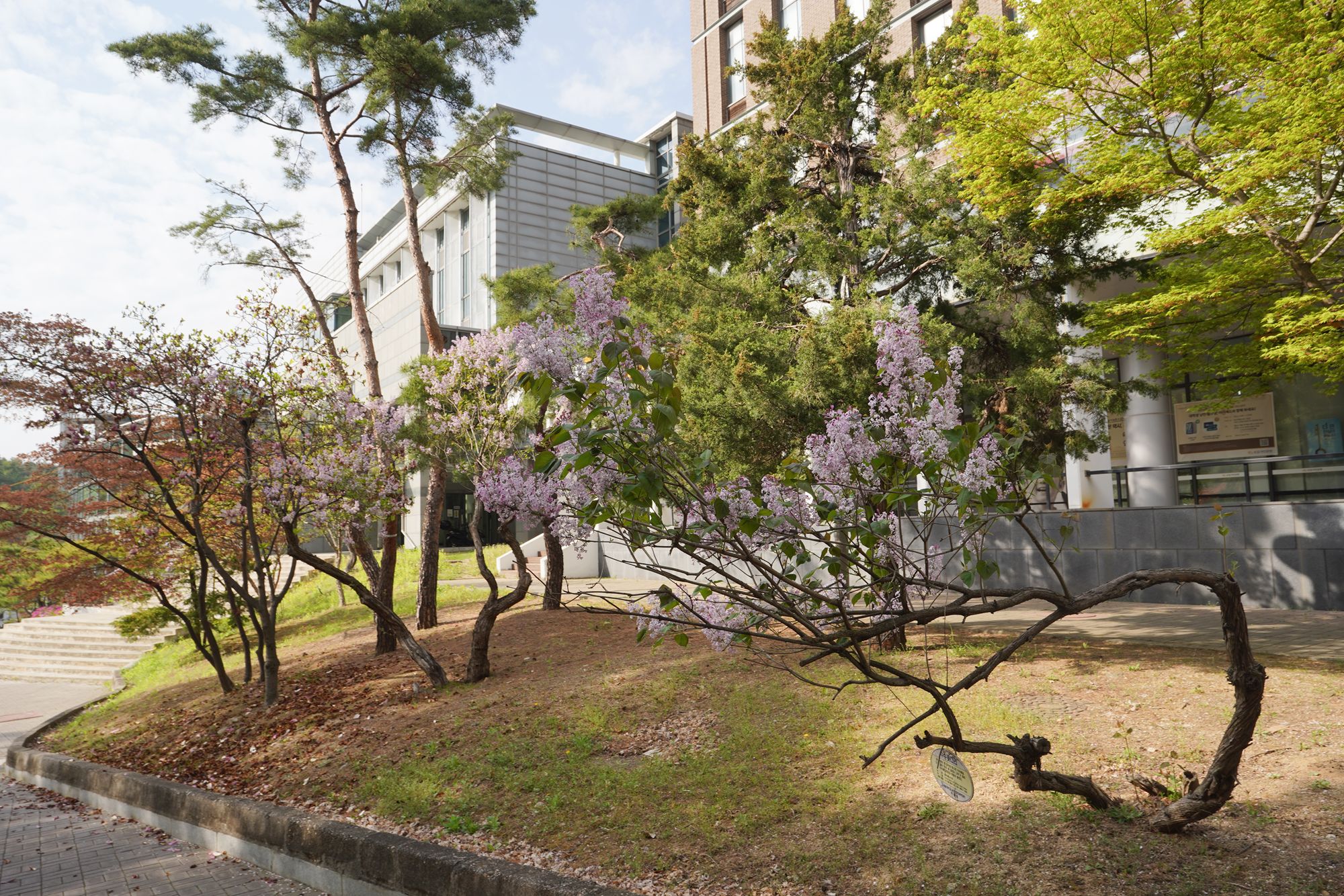 Seoul National University (41)